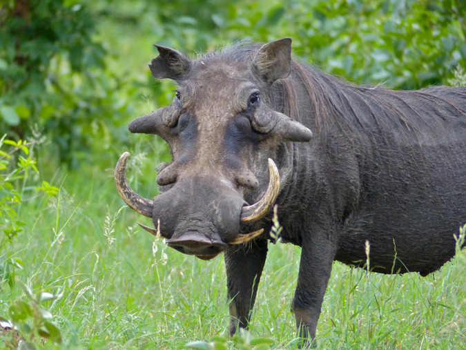 Common warthog