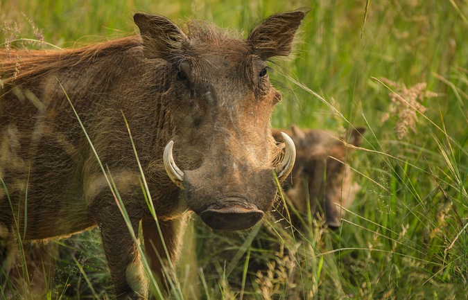 Common warthog (Phacochoerus africanus)