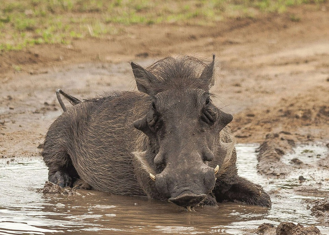 Warthog wallowing