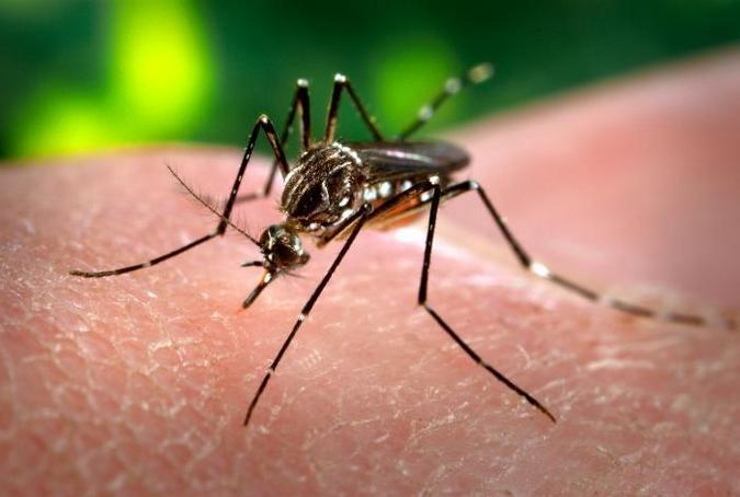 The yellow fever virus is spread to people by the bite of an infected female mosquito