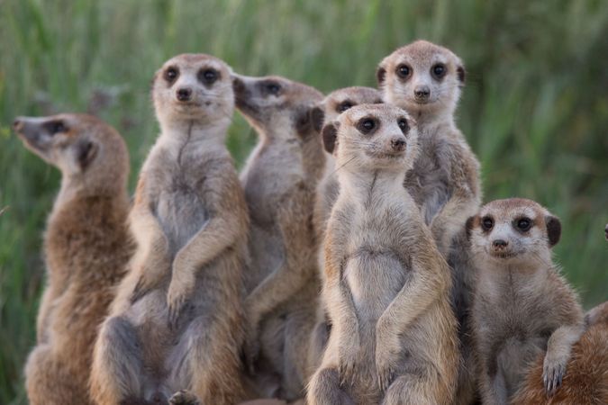 Meerkats in the Kalahari Desert