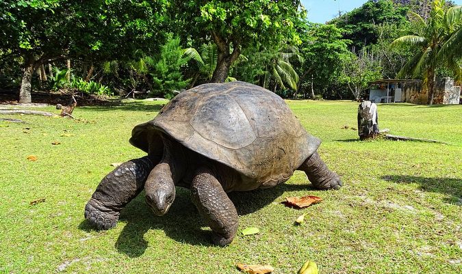 Aldabra giant tortoise