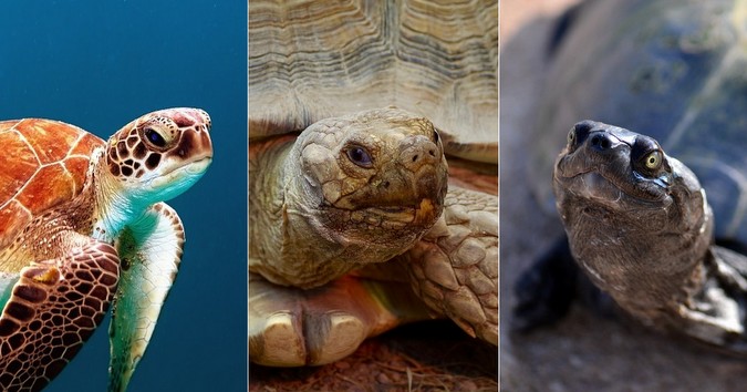 A collage of a turtle, tortoise and terrapin