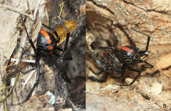 Female Phinda button spider adults 