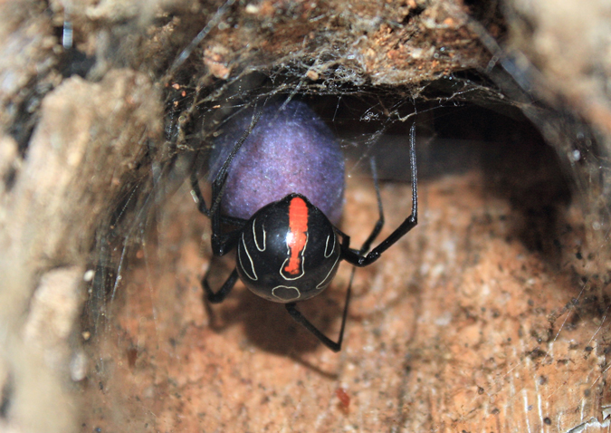 Female Phinda button spider and egg sac