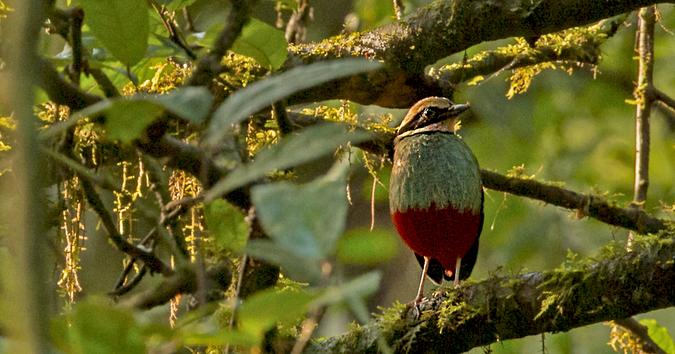 Green-breasted pitta in Kibale National Park