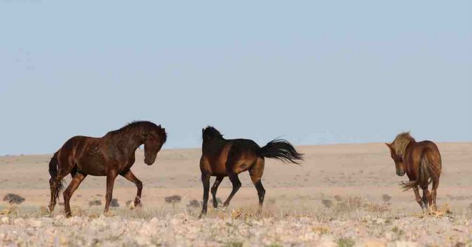 Wild horses in Namibia