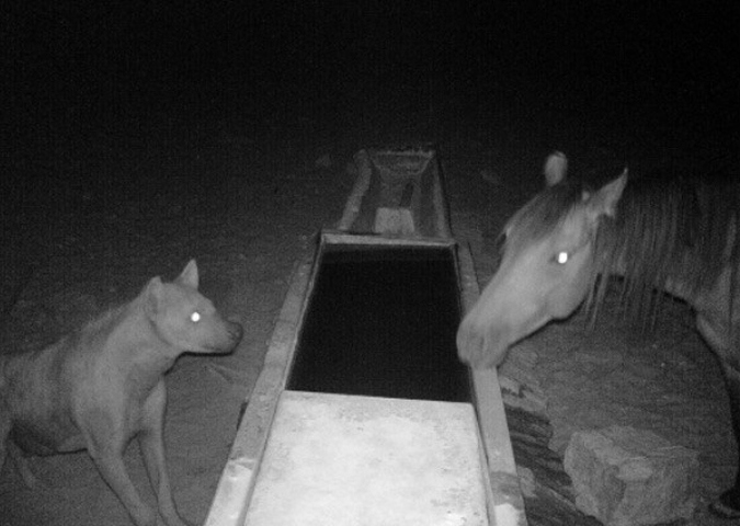 Camera trap showing a hyena and horse at water trough