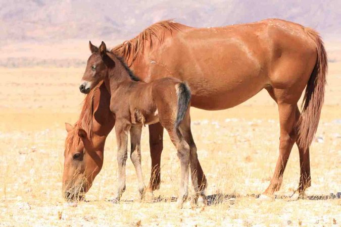 Wild horse with injured foal in Namibia