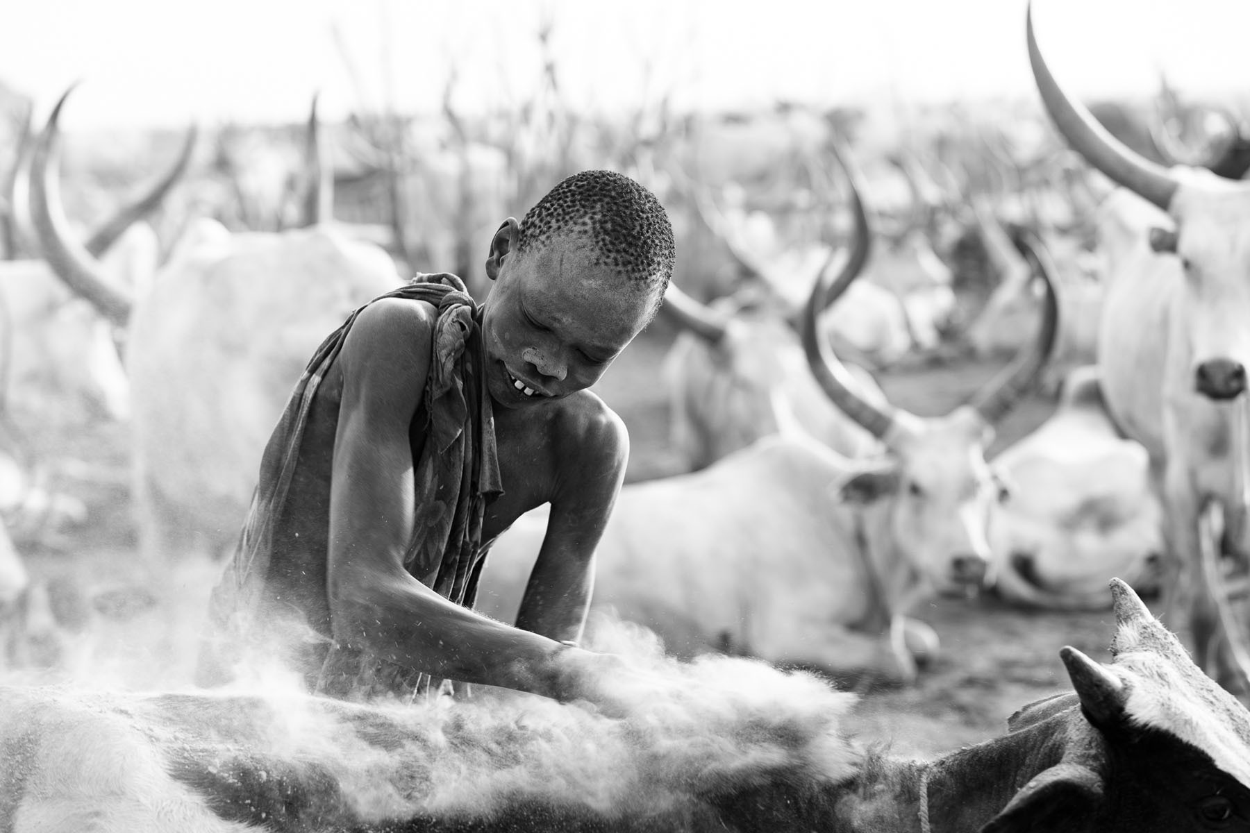 A Mundari boy rubs ash into the skin of his cow © Joe Buergi