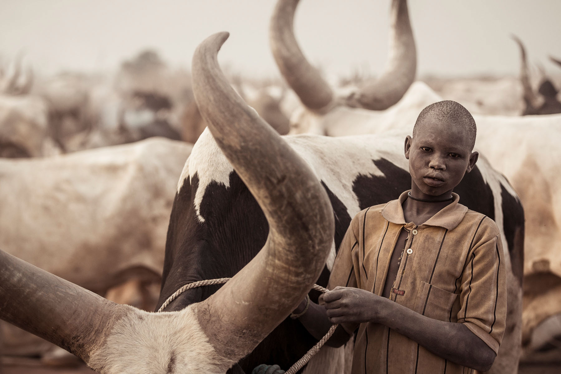 A young Mundari taking care of his cow  © Joe Buergi