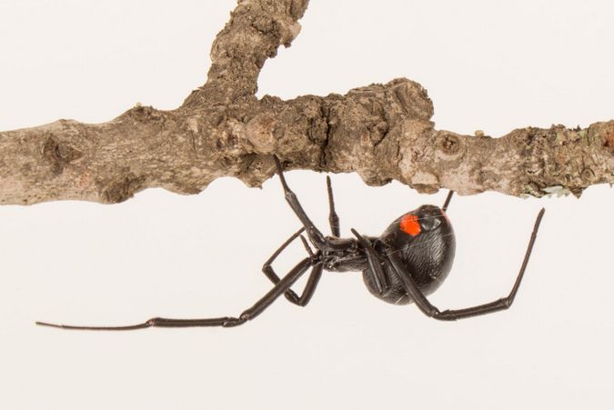 Female Phinda button spider