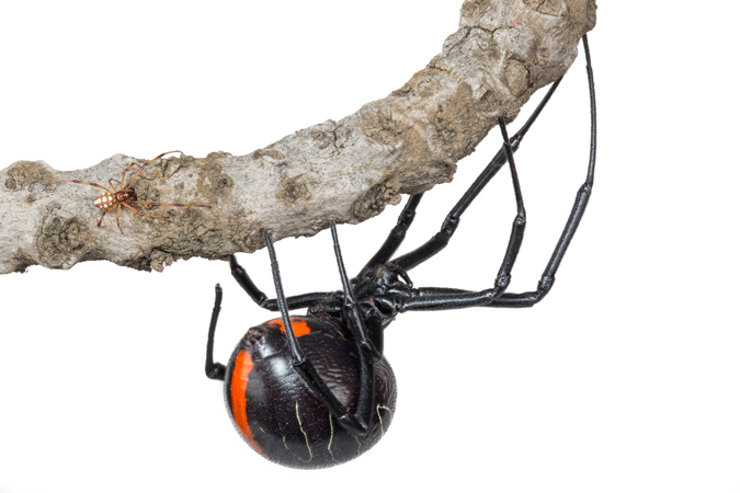 Male and female Phinda button spider 