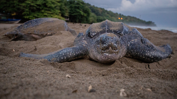 Leatherback turtle on the beach turtles