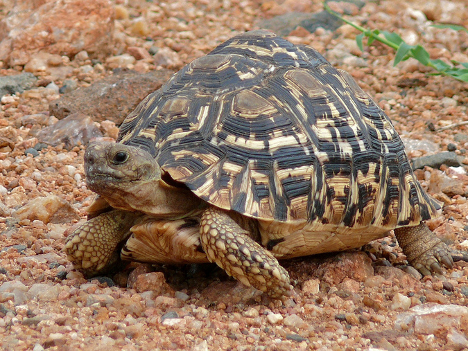 A leopard tortoise in Kruger National Park turtles