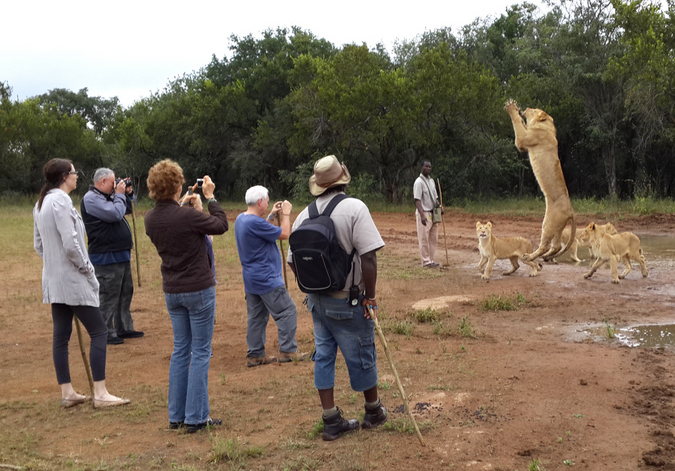 A juvenile lion jumps for bait tossed by a guide during a lion walk with tourists at Ukutula Lodge & Lion Research Centre, South Africa