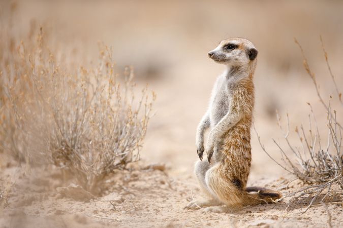 Meerkat in the Kalahari Desert 