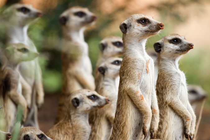 Meerkats are cooperative breeders that live in social groups