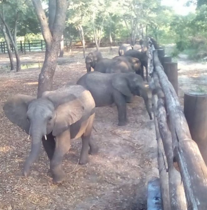 Young elephants in holding pen in Zimbabwe