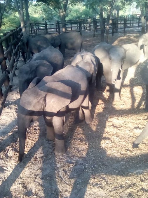 Young elephants in holding pen in Zimbabwe