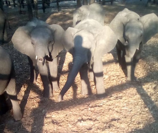 Young elephants in holding pen in Zimbabwe