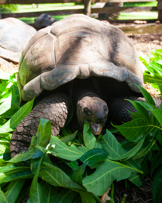 A giant tortoise eats in Praslin in the Seychelles 