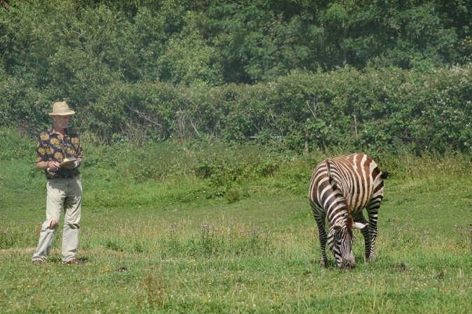 Professor Tim Caro observing zebras behaviour in response to biting fly annoyance