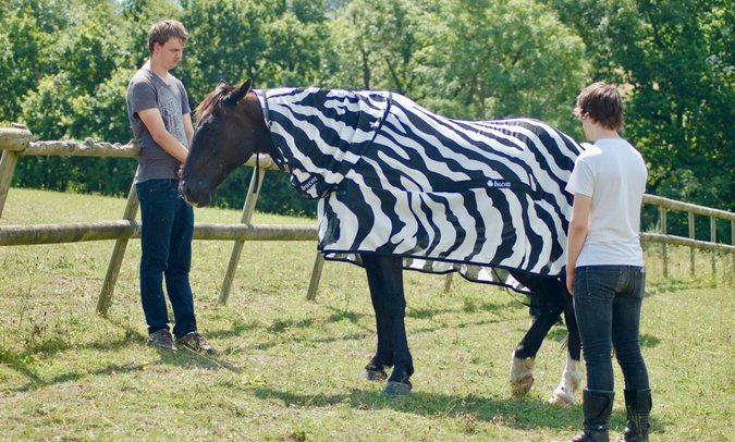 Researches with horse wearing zebra-striped coat zebras