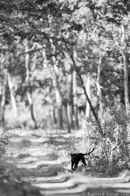 A black leopard photographed in Kabini Forest, India