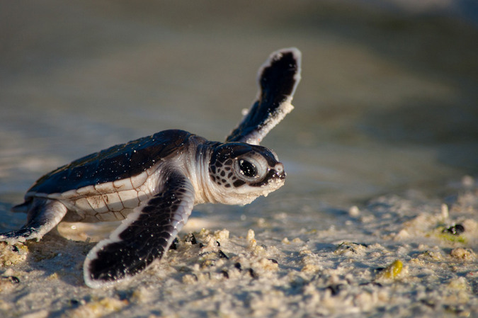 A green turtle hatching on Aldabra Atoll turtles