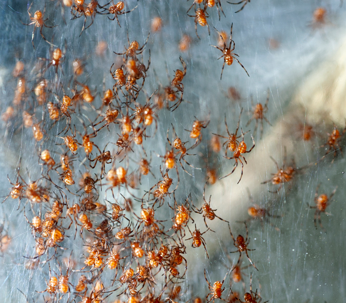 Phinda button spiderlings