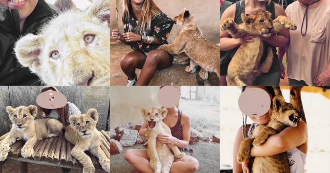 Collage of images showing people petting lion cubs