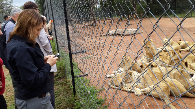Opinion: Activist exposes South Africa's lion park scams - Africa Geographic