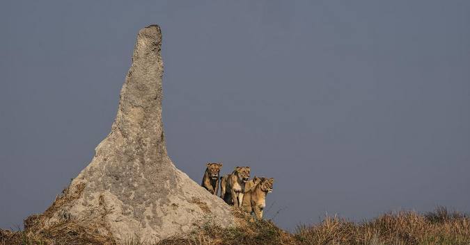 Lionesses by termite mound