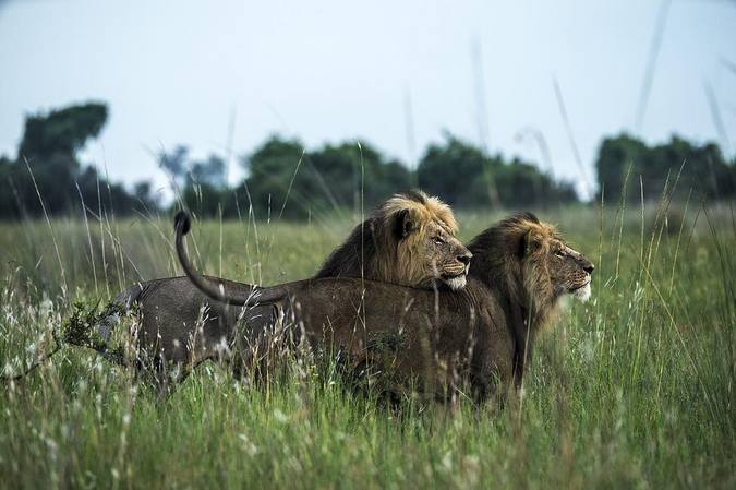 Two male lions