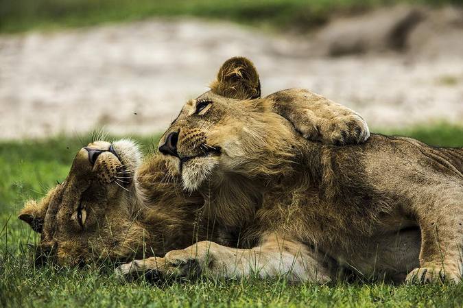 Two lions