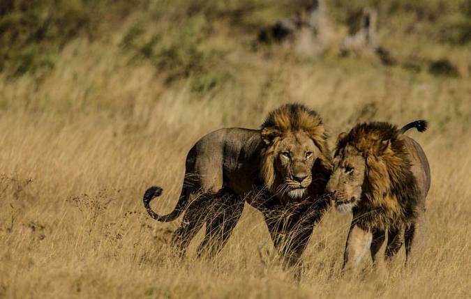 Two male lions