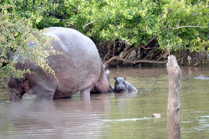 Newborn hippo with mother, sitting in the waterhole