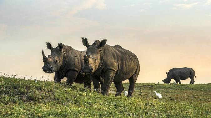 Rhino Rescue (Blu-Ray, 2009) National Geographic Beverly & Dereck Joubert  SEALED