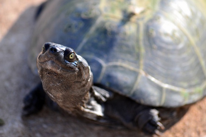 A serrated hinged terrapin turtles