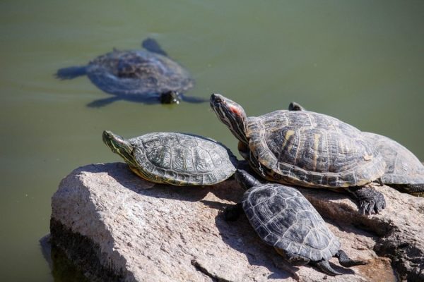 What’s the difference between turtles, tortoises and terrapins ...