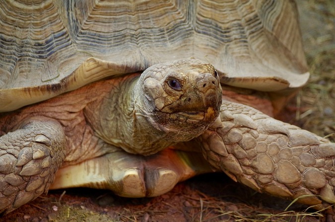 tortoise2 - Africa Geographic