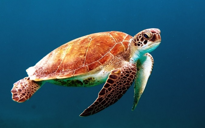 A green turtle