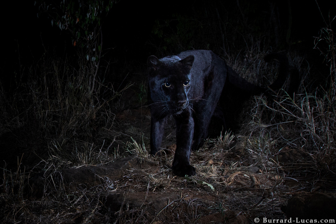 An African black leopard