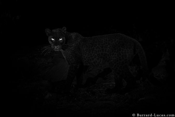 melanistic leopard