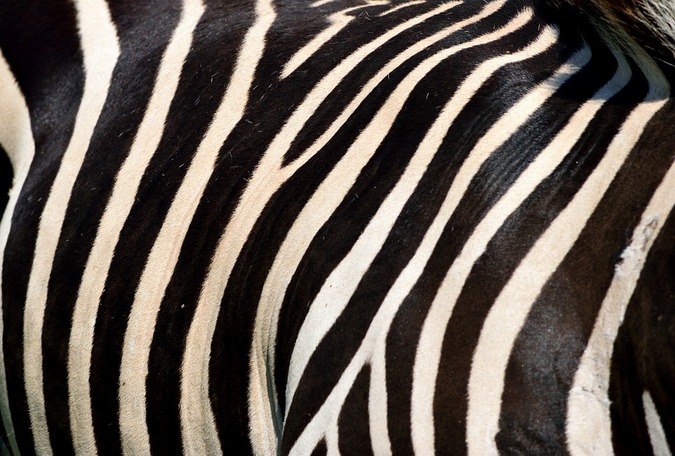 Close up of zebras stripes