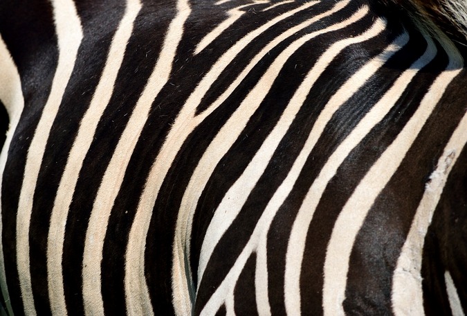 Why the Zebra Has Stripes – Dartmouth Undergraduate Journal of Science