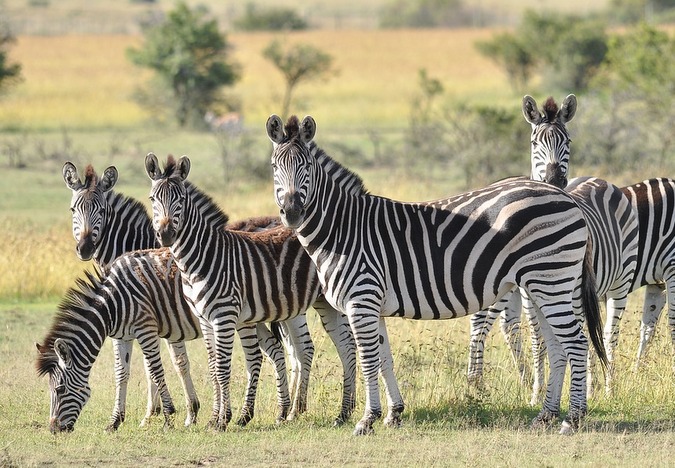 zebras in africa