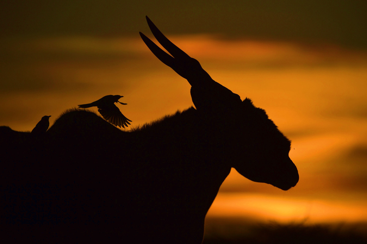 A silhouetted eland with a yellow-billed oxpecker flying across his back, Amboseli National Park, Kenya © Abby Tochterman