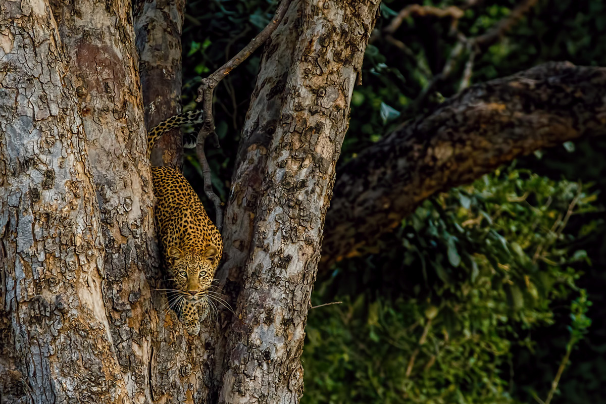 "I am watching you" – a leopard keeps an eye on the photographer from a large tree in Mana Pools National Park, Zimbabwe © Andre Erlich